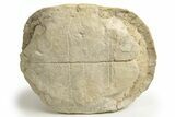 Inflated Fossil Tortoise (Stylemys) - South Dakota #316906-2